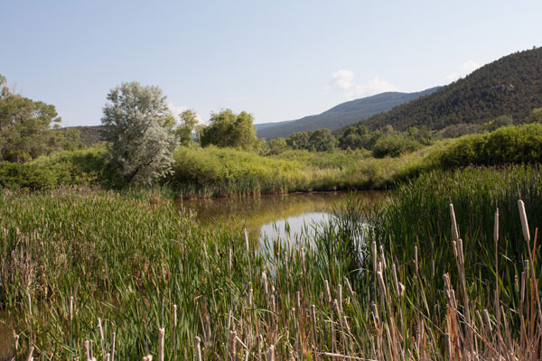 843-GuadalupeAbbeySwamp1-Medium